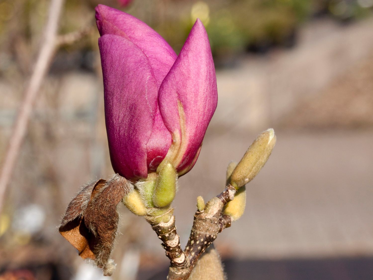 Magnolie 'Cleopatra' - Magnolia 'Cleopatra'
