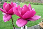 Magnolie 'Cleopatra' - Magnolia 'Cleopatra'