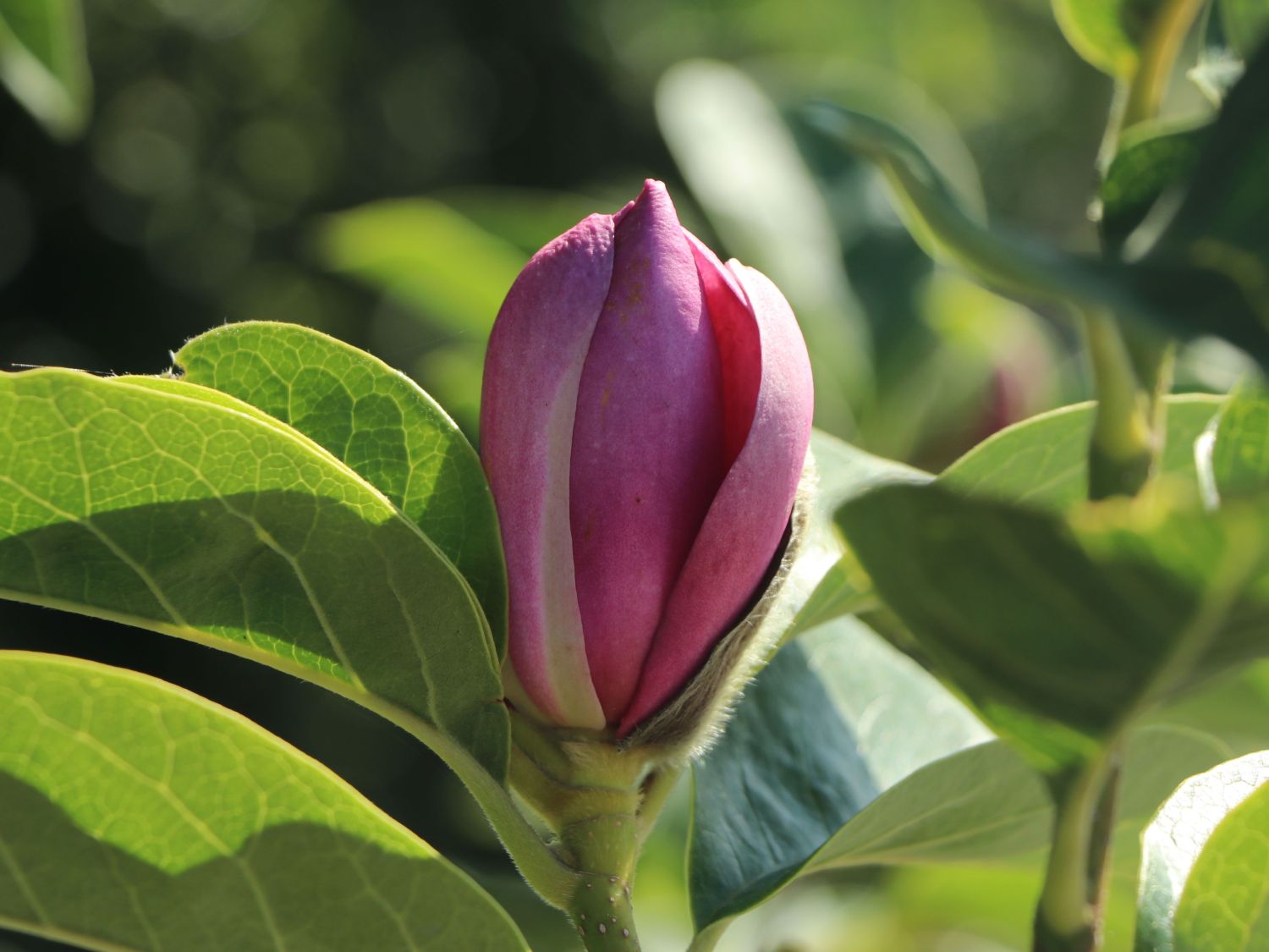 Magnolie 'Cleopatra' - Magnolia 'Cleopatra'
