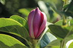 Magnolie 'Cleopatra' - Magnolia 'Cleopatra'