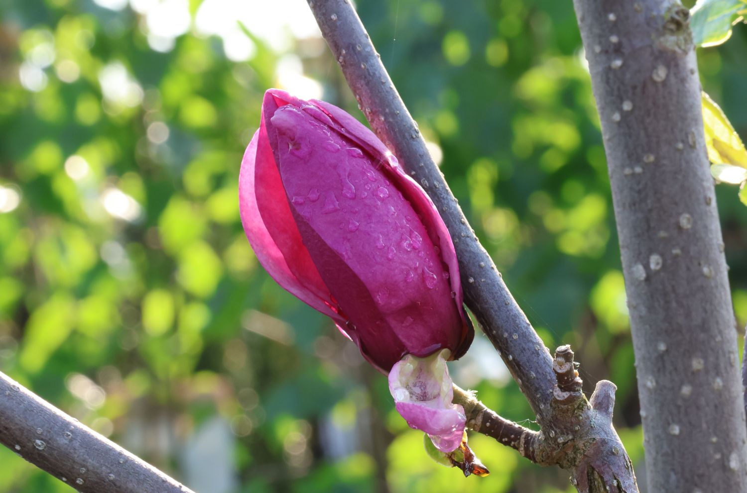 Magnolie 'Cleopatra' - Magnolia 'Cleopatra'