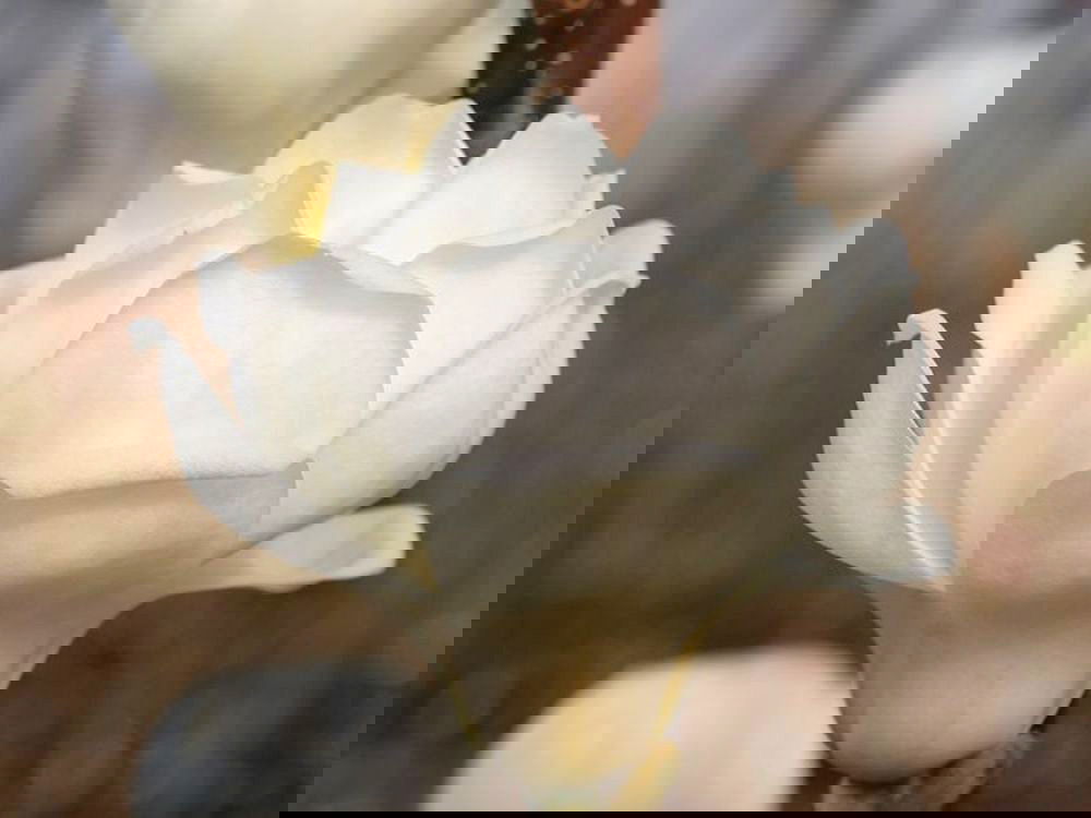 Magnolie 'Crystal Tulip'