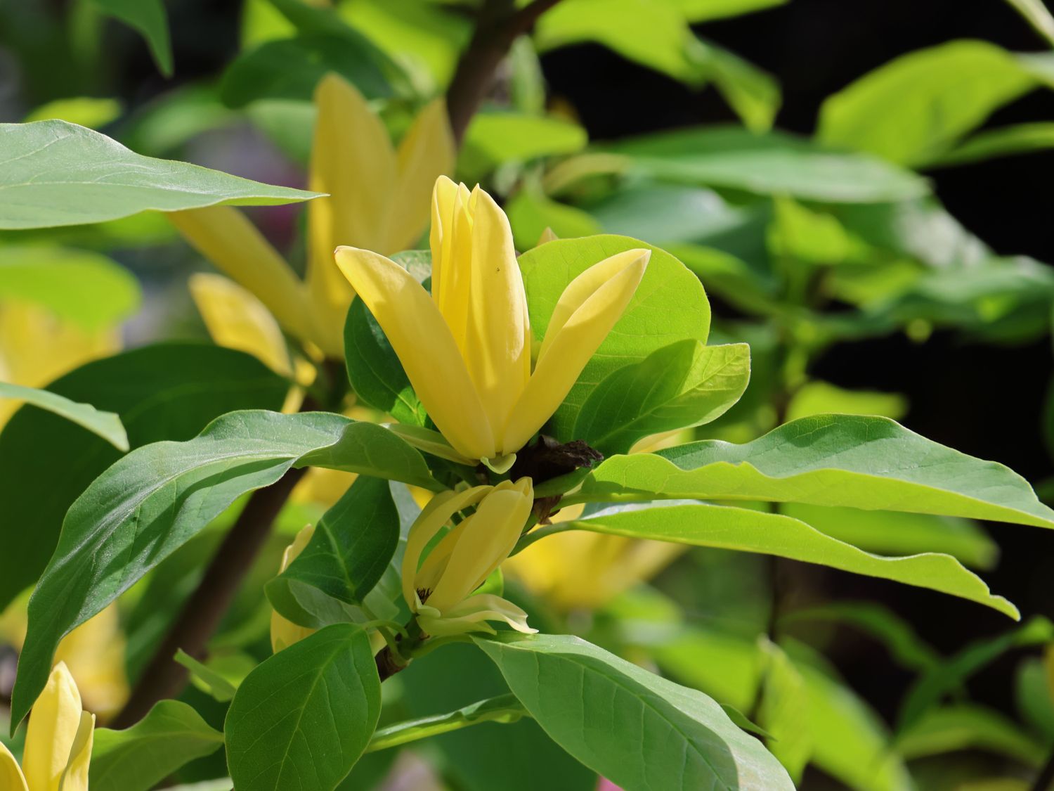 Magnolie 'Daphne' - Magnolia 'Daphne'