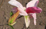 Magnolie 'Daybreak'