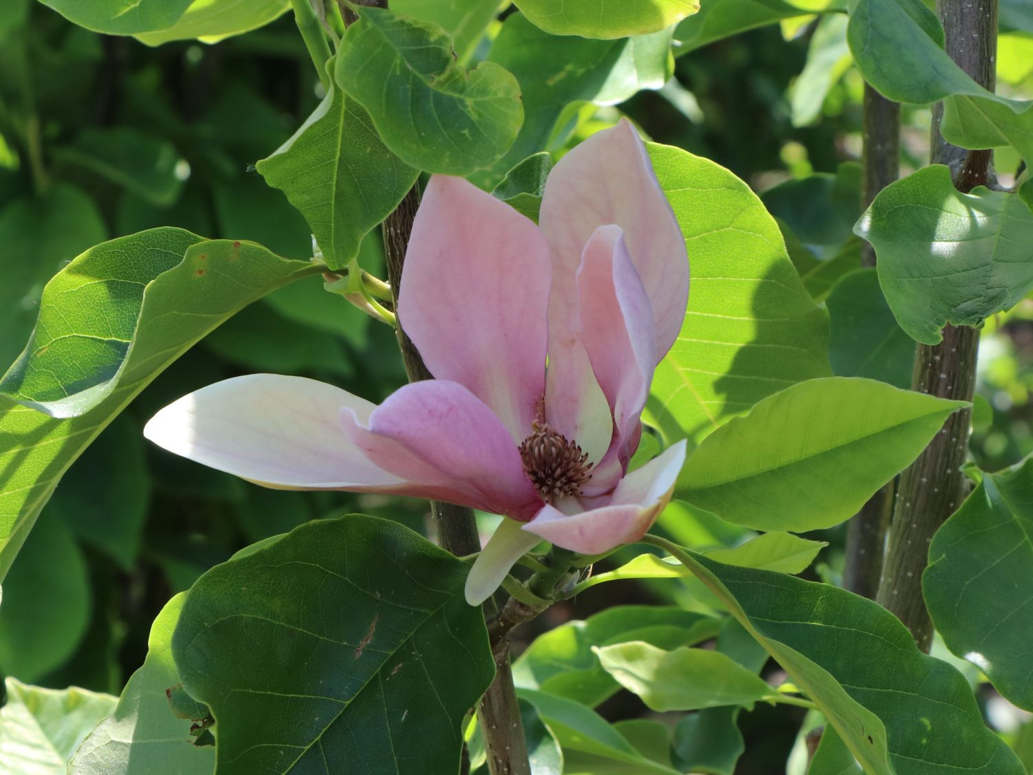 Magnolie 'Eva Maria'