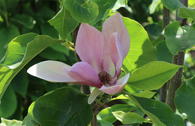 Magnolie 'Eva Maria'