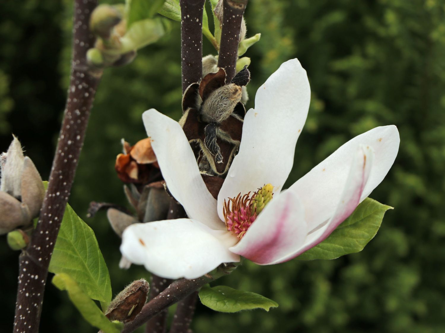 Magnolie 'Fragrant Cloud'