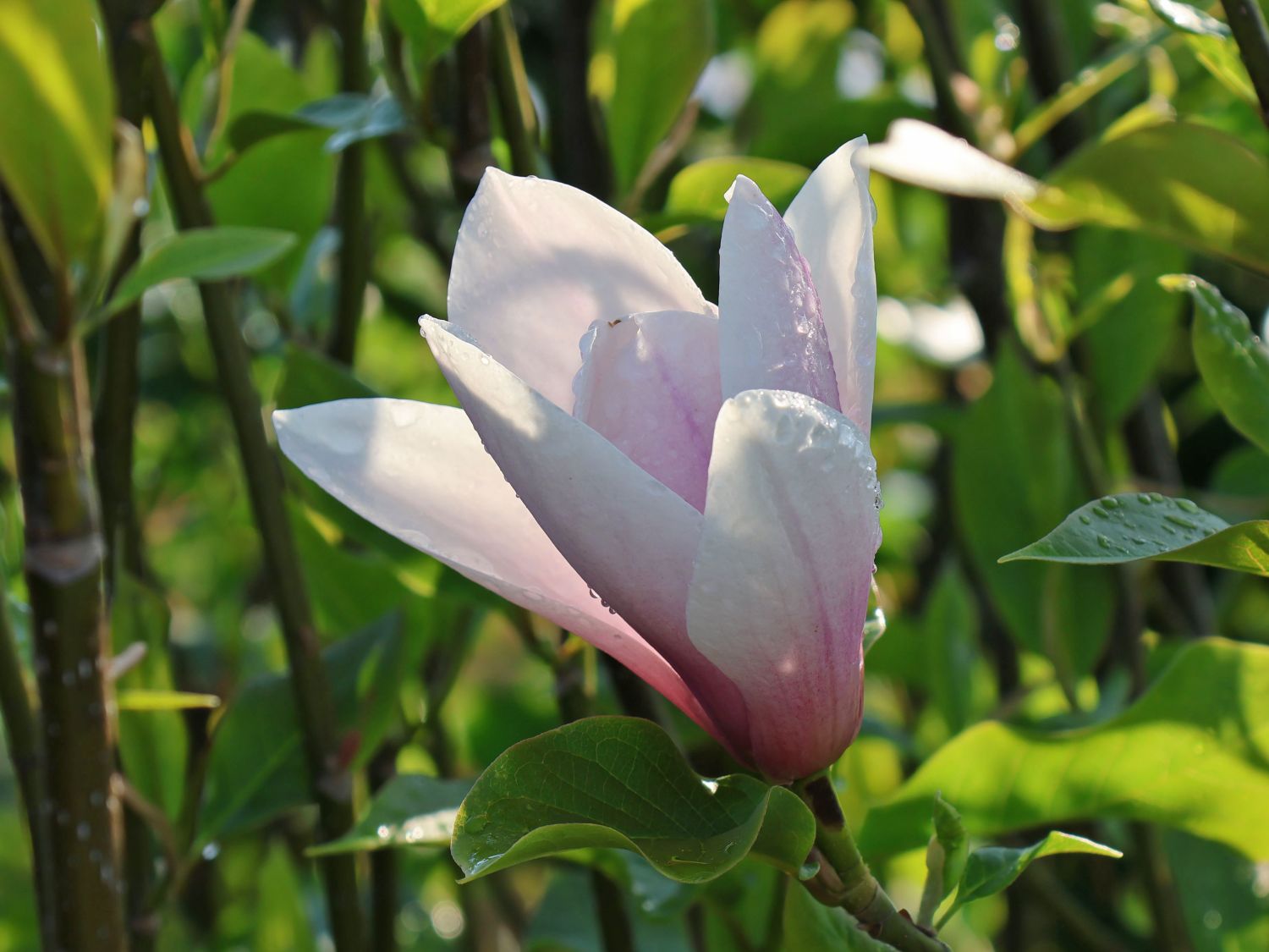 Magnolie 'Heaven Scent'