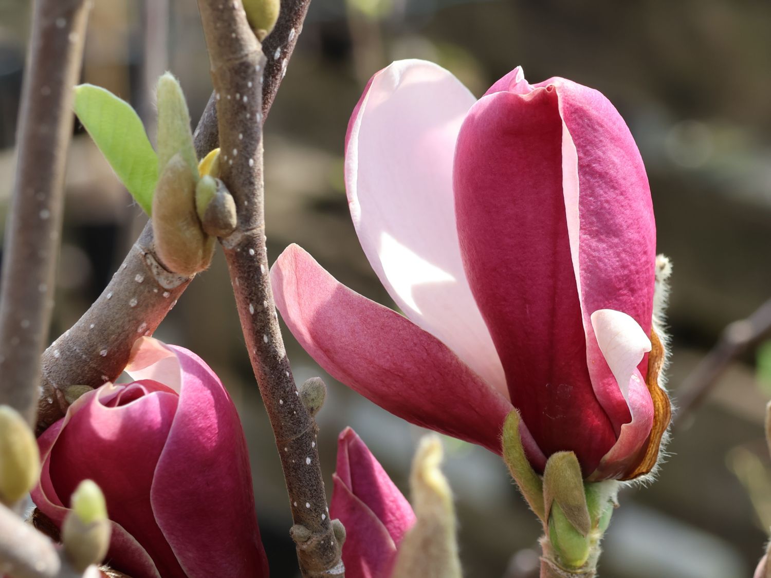 Magnolie 'Longblomma'