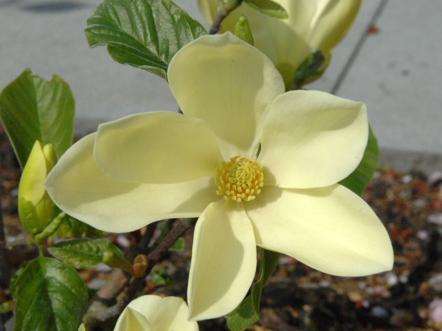 Magnolie 'Maxine Merrill' - Magnolia 'Maxine Merrill'