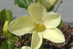Magnolie 'Maxine Merrill' - Magnolia 'Maxine Merrill'