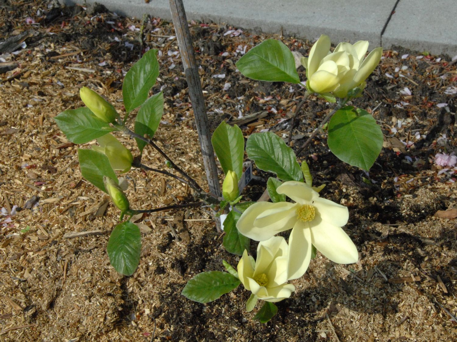 Magnolie 'Maxine Merrill' - Magnolia 'Maxine Merrill'