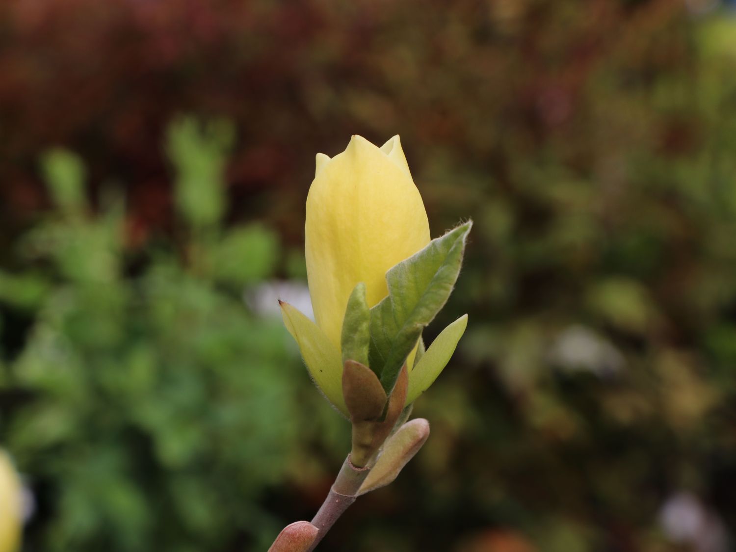 Magnolie 'Maxine Merrill' - Magnolia 'Maxine Merrill'
