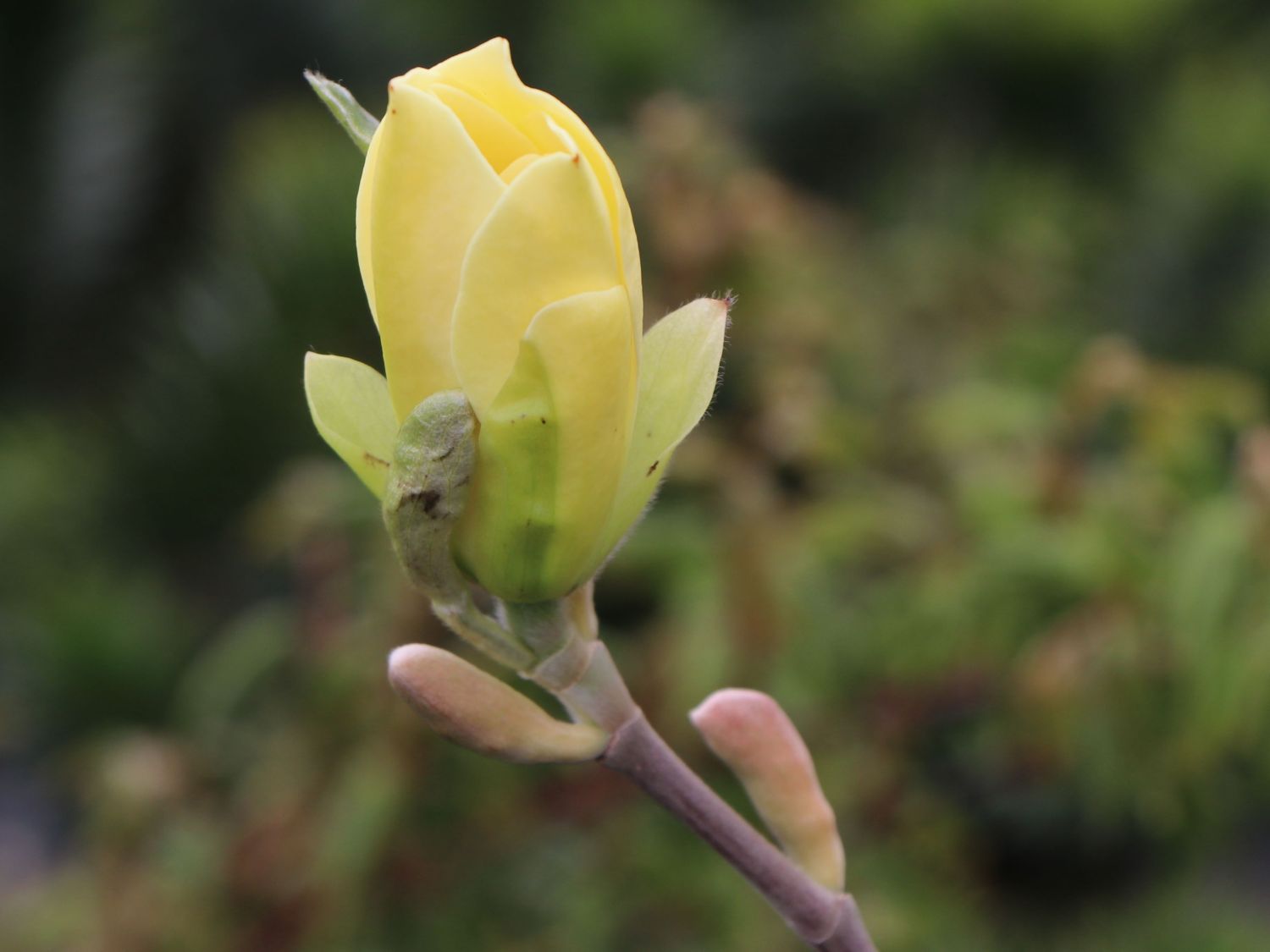Magnolie 'Maxine Merrill' - Magnolia 'Maxine Merrill'