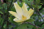 Magnolie 'Maxine Merrill' - Magnolia 'Maxine Merrill'