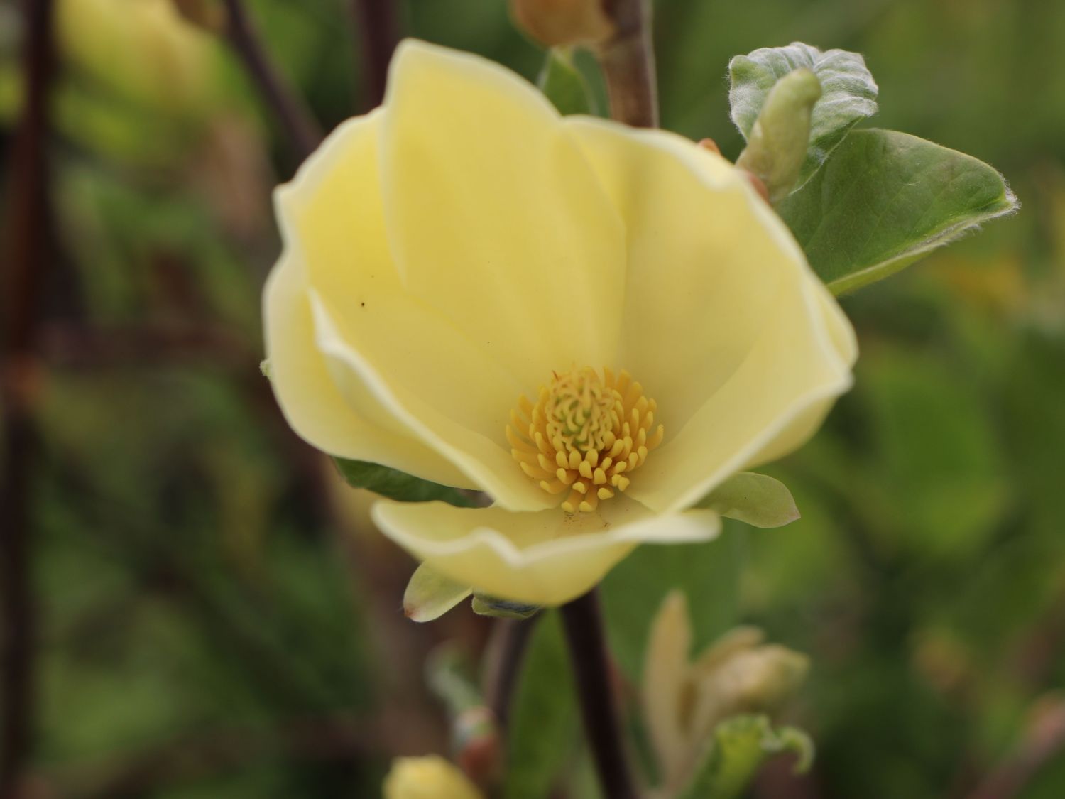 Magnolie 'Maxine Merrill' - Magnolia 'Maxine Merrill'
