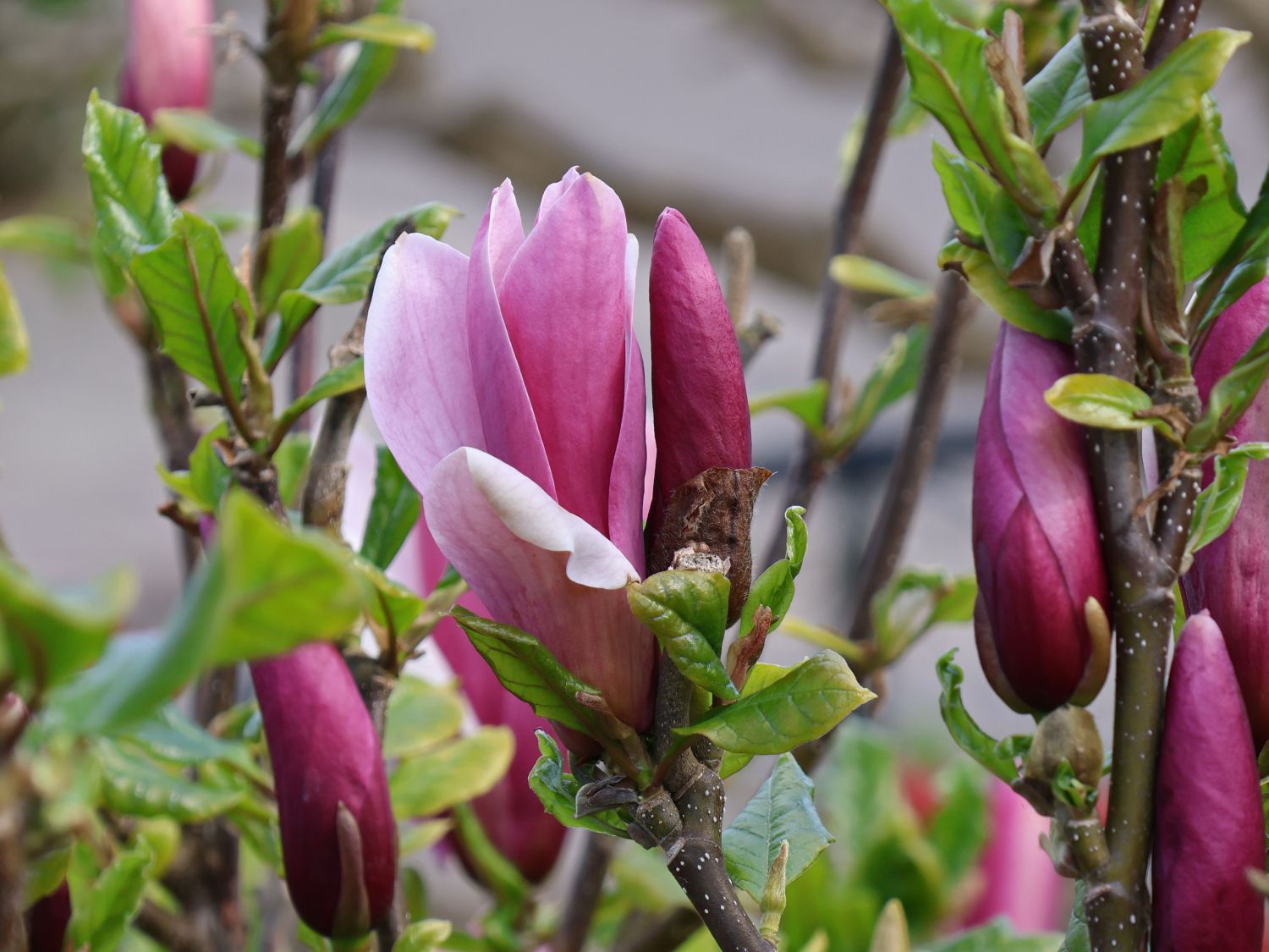 Magnolie 'Oriental Night'