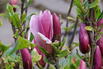 Magnolie 'Oriental Night' - Magnolia 'Oriental Night'