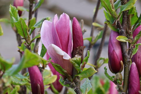 Magnolie 'Oriental Night' - Magnolia 'Oriental Night'