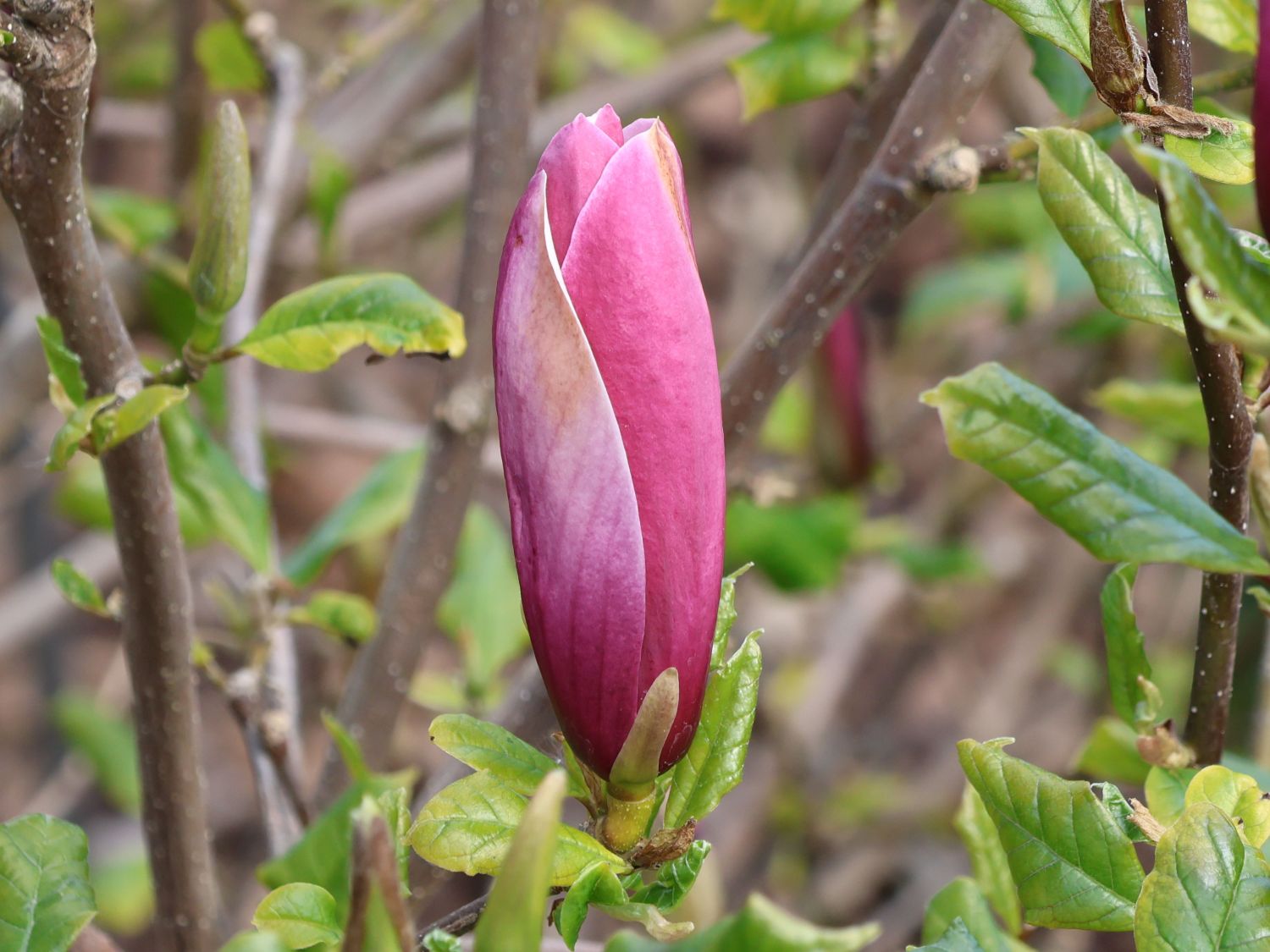 Magnolie 'Oriental Night' - Magnolia 'Oriental Night'