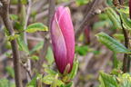 Magnolie 'Oriental Night' - Magnolia 'Oriental Night'
