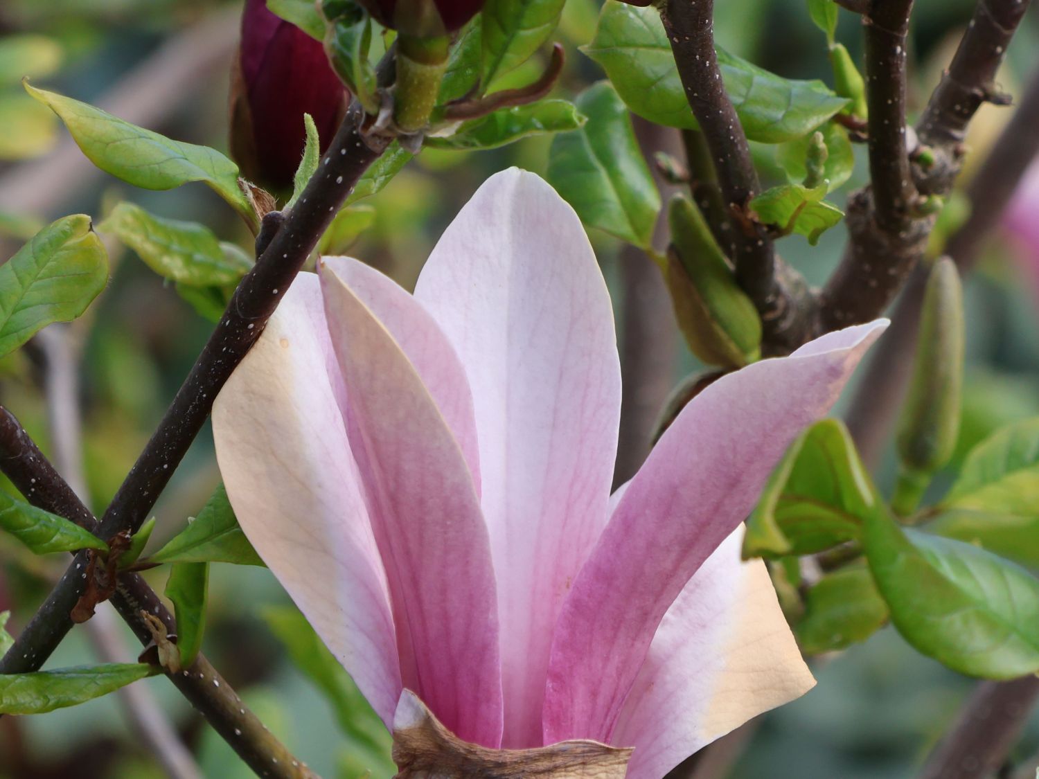 Magnolie 'Oriental Night' - Magnolia 'Oriental Night'
