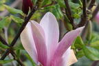 Magnolie 'Oriental Night' - Magnolia 'Oriental Night'