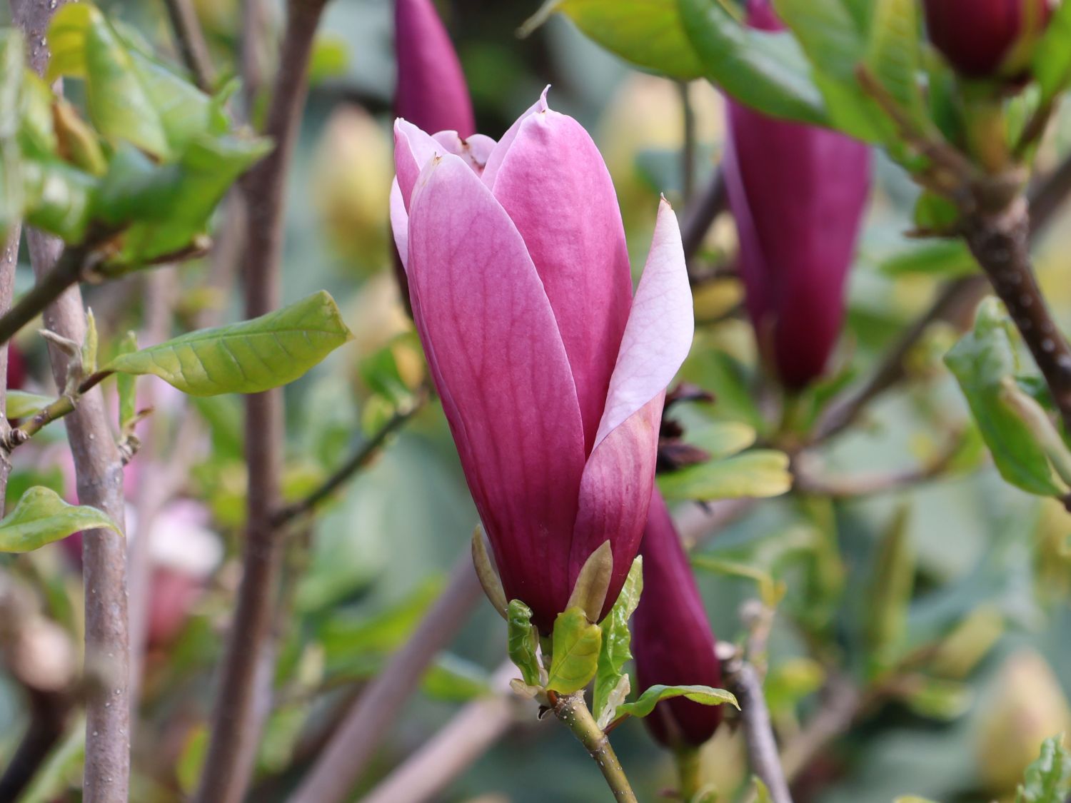 Magnolie 'Oriental Night' - Magnolia 'Oriental Night'