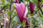 Magnolie 'Oriental Night' - Magnolia 'Oriental Night'