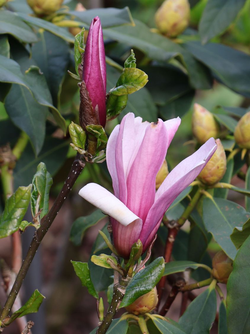 Magnolie 'Oriental Night' - Magnolia 'Oriental Night'