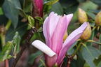 Magnolie 'Oriental Night' - Magnolia 'Oriental Night'