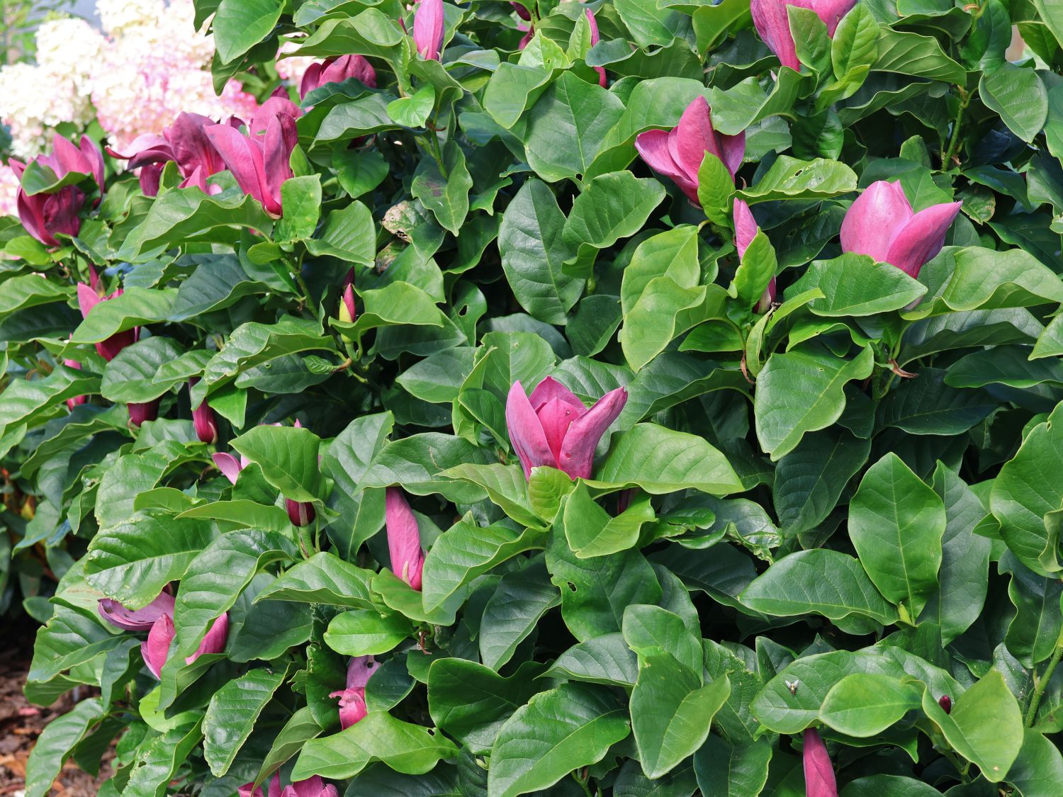 Magnolie 'Oriental Night' - Magnolia 'Oriental Night'