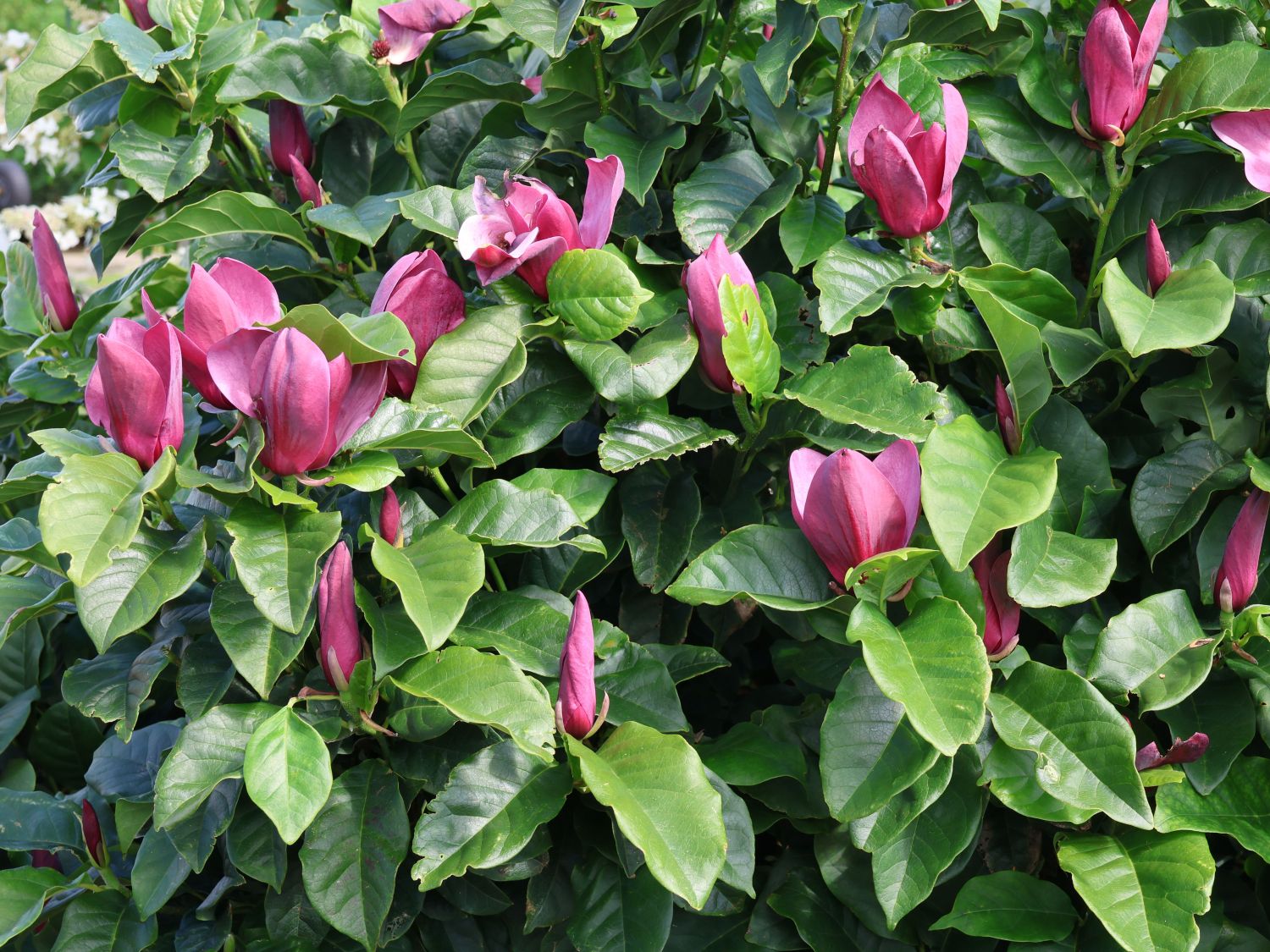 Magnolie 'Oriental Night' - Magnolia 'Oriental Night'