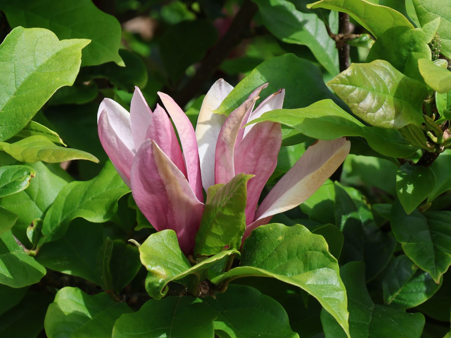 Magnolie 'Oriental Night' - Magnolia 'Oriental Night'