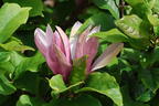 Magnolie 'Oriental Night' - Magnolia 'Oriental Night'