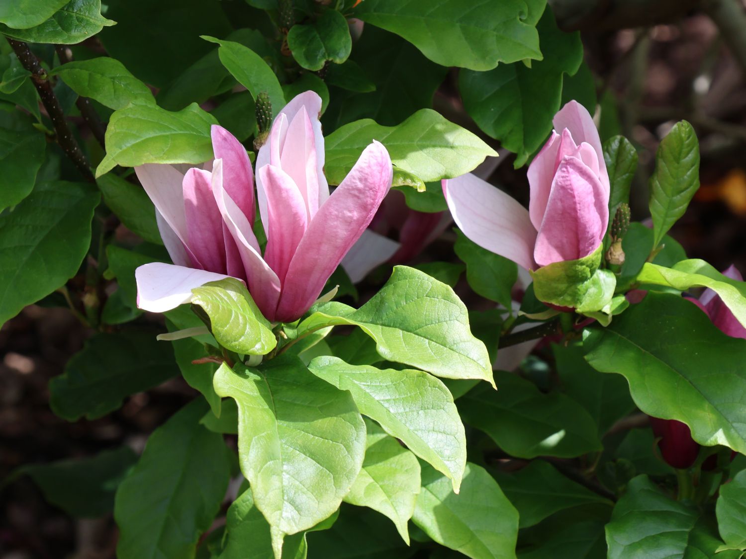 Magnolie 'Oriental Night' - Magnolia 'Oriental Night'