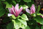 Magnolie 'Oriental Night' - Magnolia 'Oriental Night'