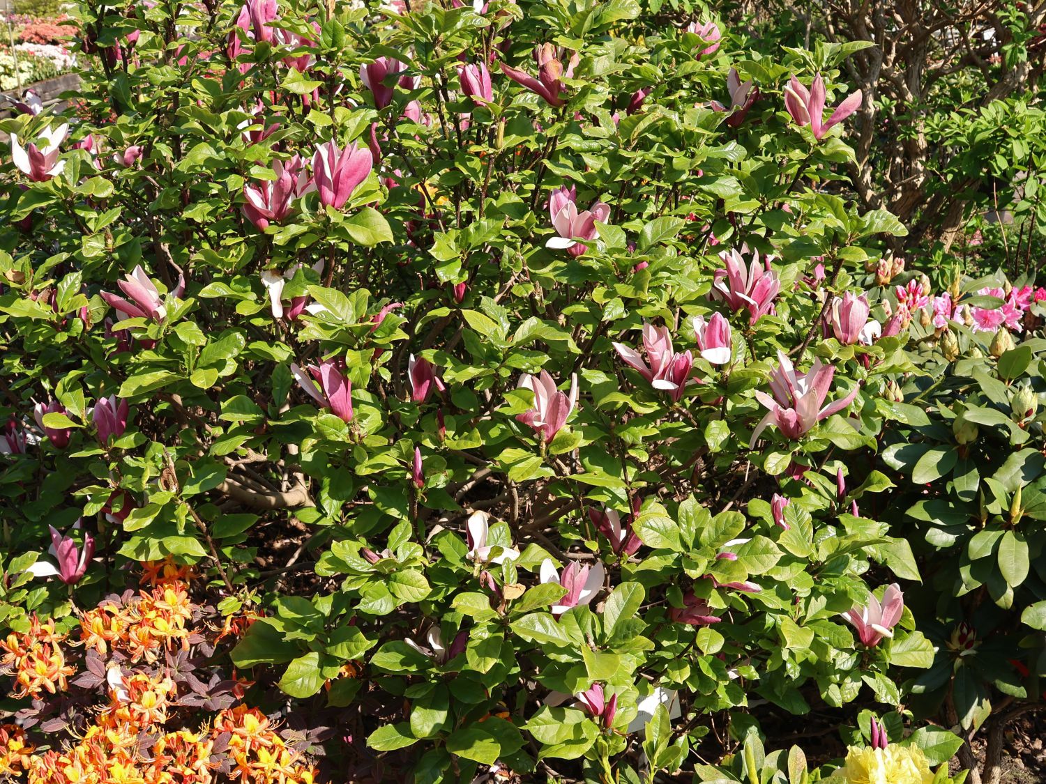 Magnolie 'Oriental Night' - Magnolia 'Oriental Night'