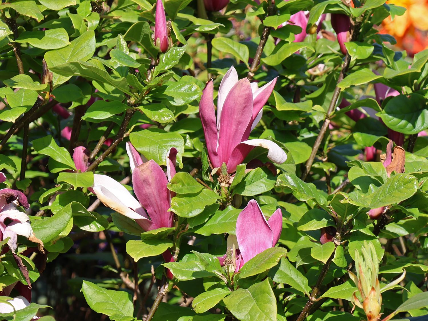 Magnolie 'Oriental Night' - Magnolia 'Oriental Night'