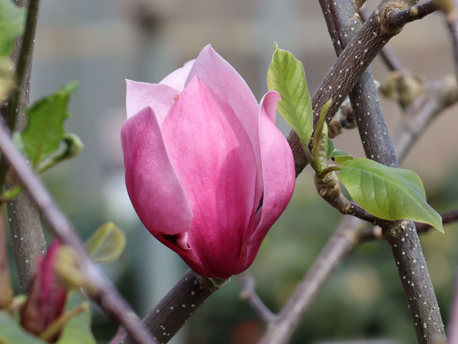 Magnolie 'Red as Red'