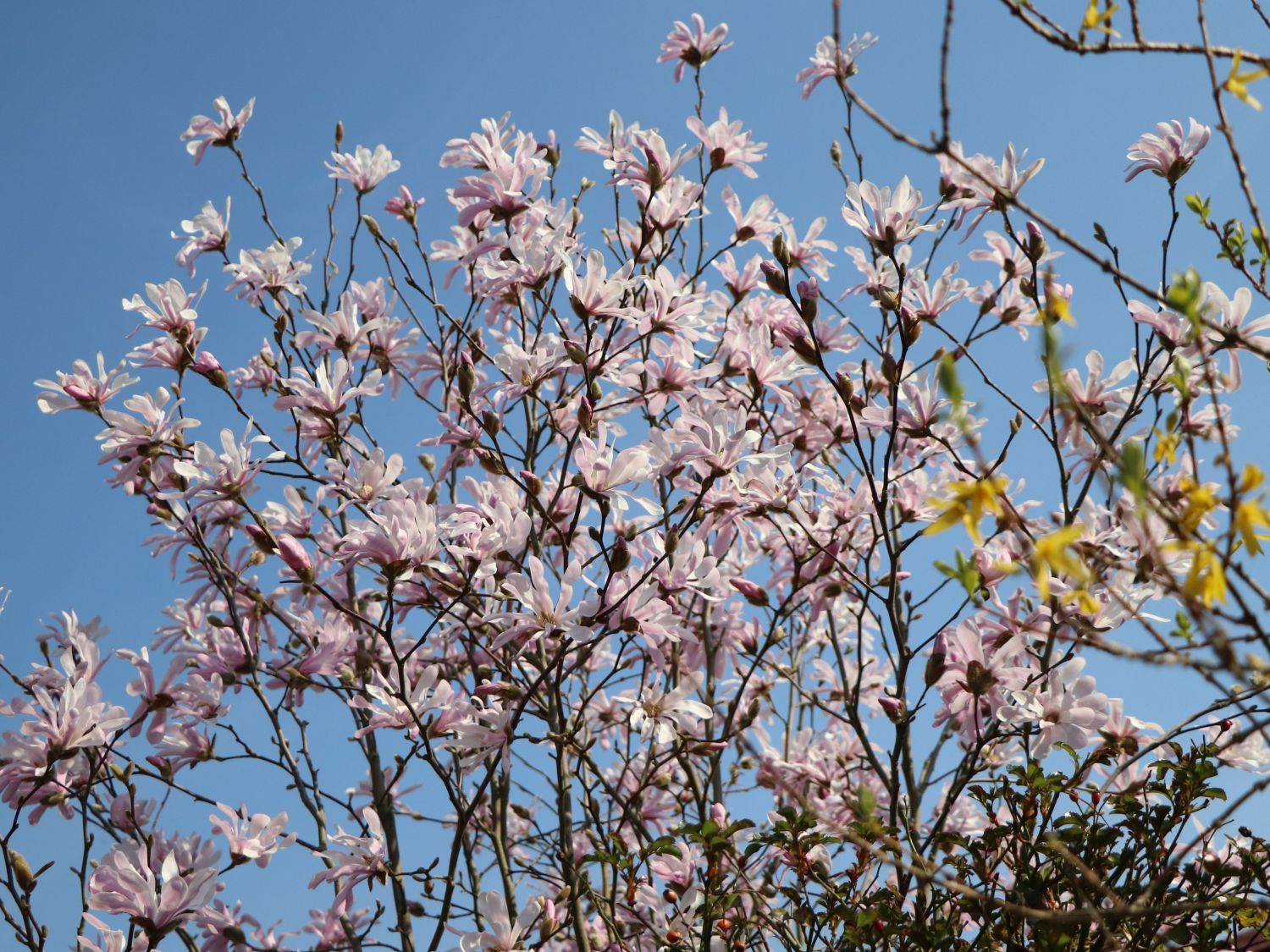 Magnolie 'Rosea Jane Platt' - Magnolia 'Rosea Jane Platt'