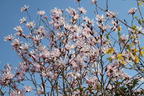 Magnolie 'Rosea Jane Platt' - Magnolia 'Rosea Jane Platt'