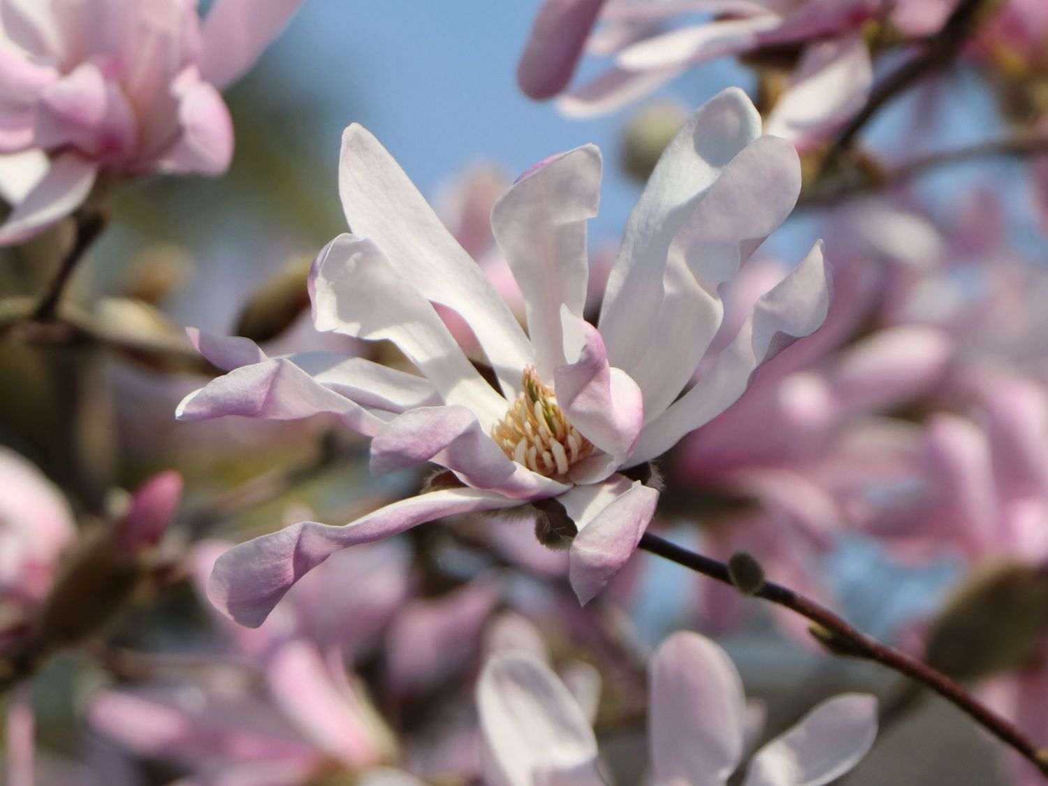 Magnolie 'Rosea Jane Platt' - Magnolia 'Rosea Jane Platt'