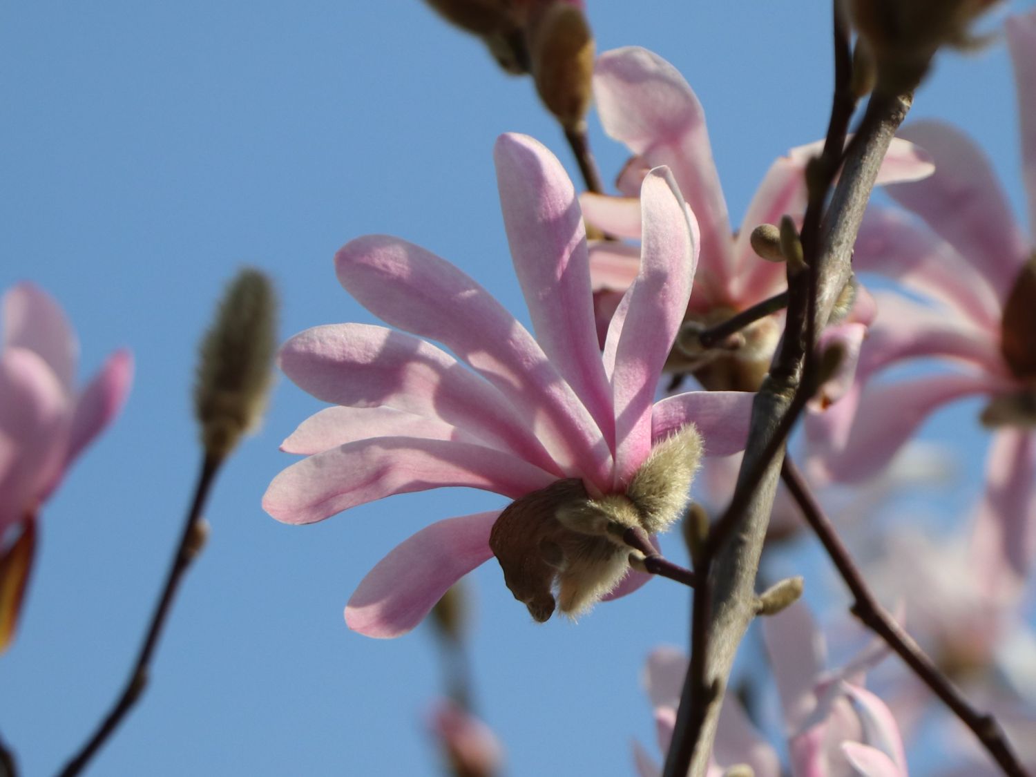 Magnolie 'Rosea Jane Platt' - Magnolia 'Rosea Jane Platt'
