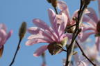 Magnolie 'Rosea Jane Platt' - Magnolia 'Rosea Jane Platt'
