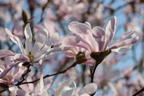 Magnolie 'Rosea Jane Platt' - Magnolia 'Rosea Jane Platt'