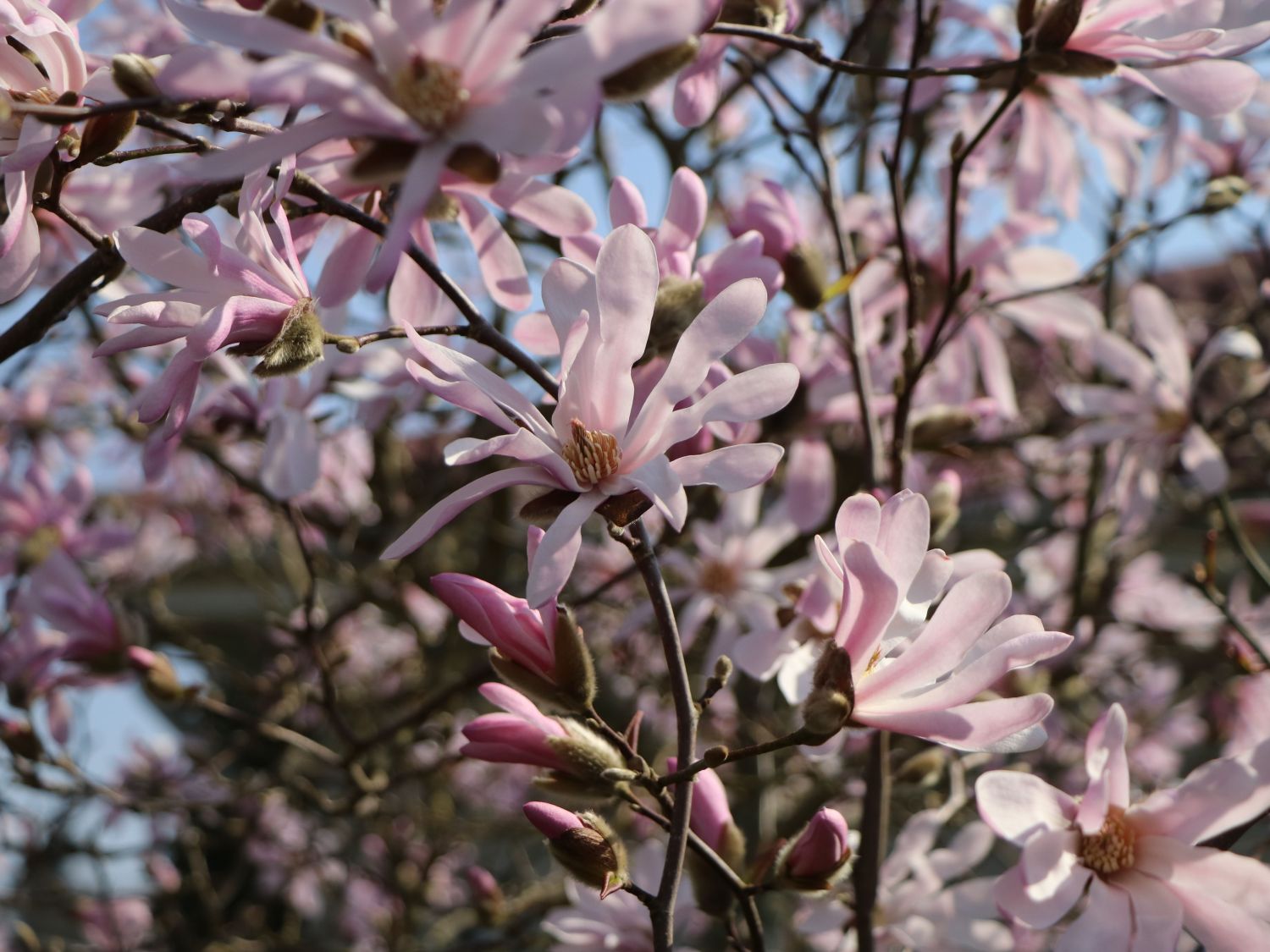 Magnolie 'Rosea Jane Platt' - Magnolia 'Rosea Jane Platt'