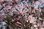 Magnolie 'Rosea Jane Platt' - Magnolia 'Rosea Jane Platt'