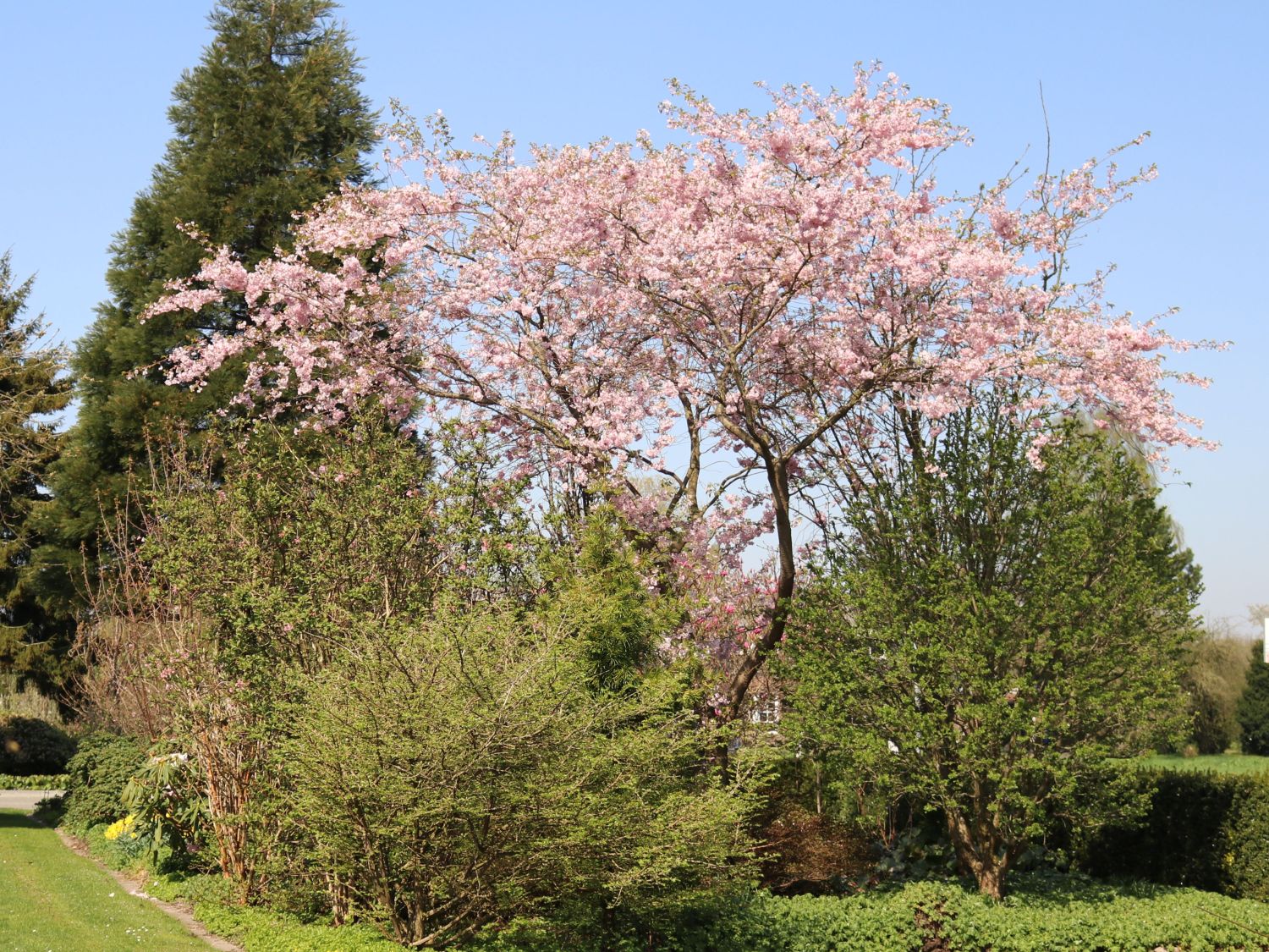 Magnolie 'Rosea Jane Platt' - Magnolia 'Rosea Jane Platt'