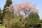 Magnolie 'Rosea Jane Platt' - Magnolia 'Rosea Jane Platt'